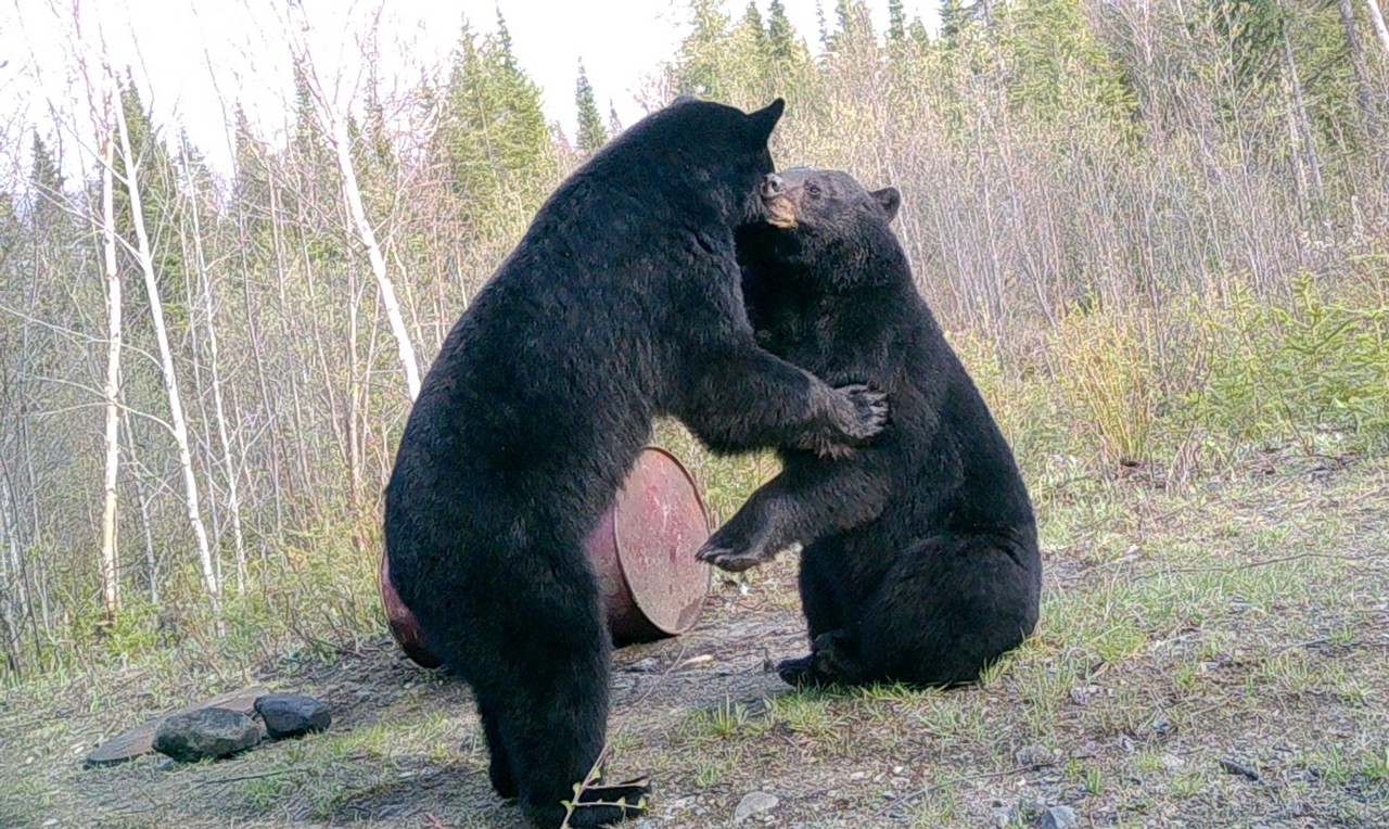 Black Bear Package Black Bear Package